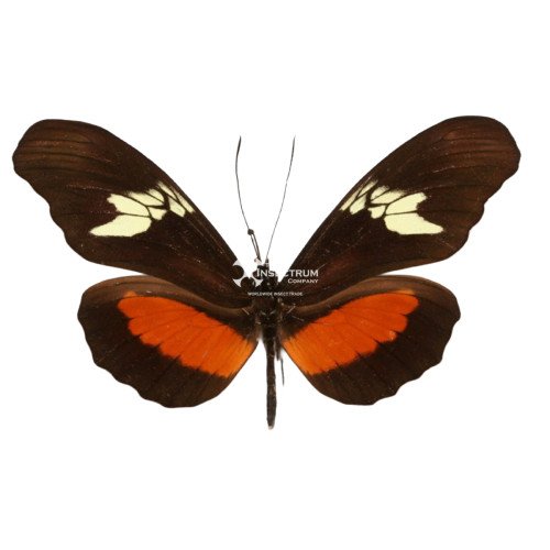 HELICONIUS HORTENSE The Mexican Longwing butterfly